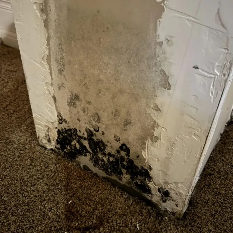Professional Mold Removal in League City, TX